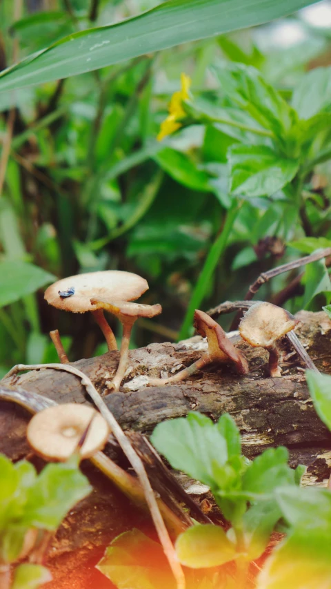 some very pretty little mushrooms near some green plants