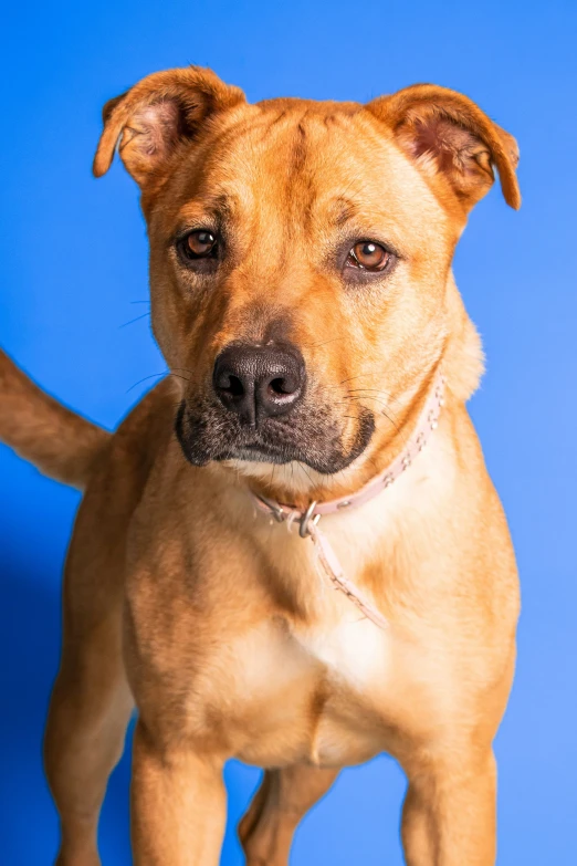 a close up of a dog on a blue background