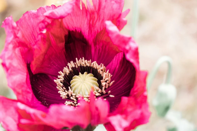 a large pink flower has a white center