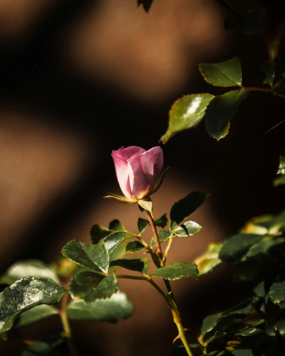 a pink rose flower in bloom on a nch