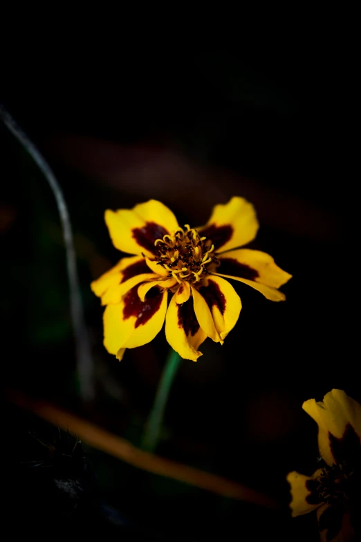 there is a small yellow flower with brown tips