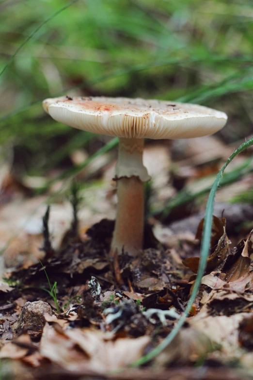 a white mushroom that is on the ground