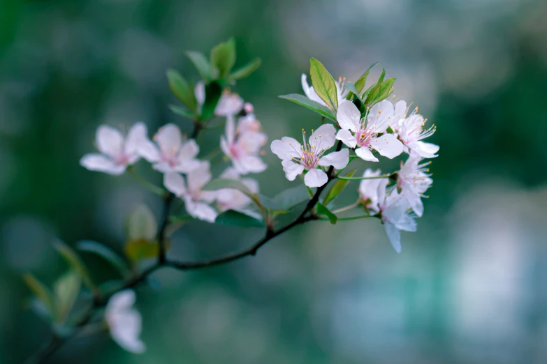 some small white flowers are growing on a nch