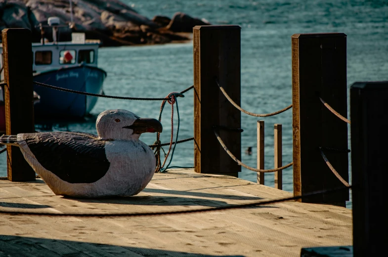 a seagull sits on the dock while the boat is docked