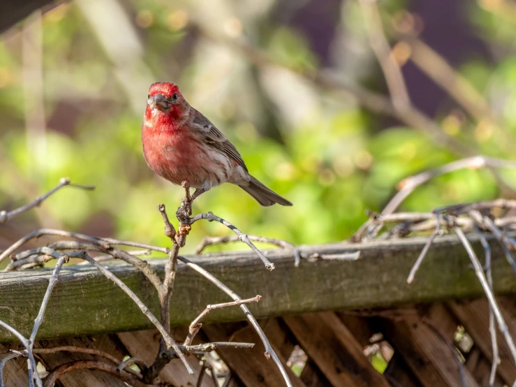 a small red bird is sitting on a wood fence