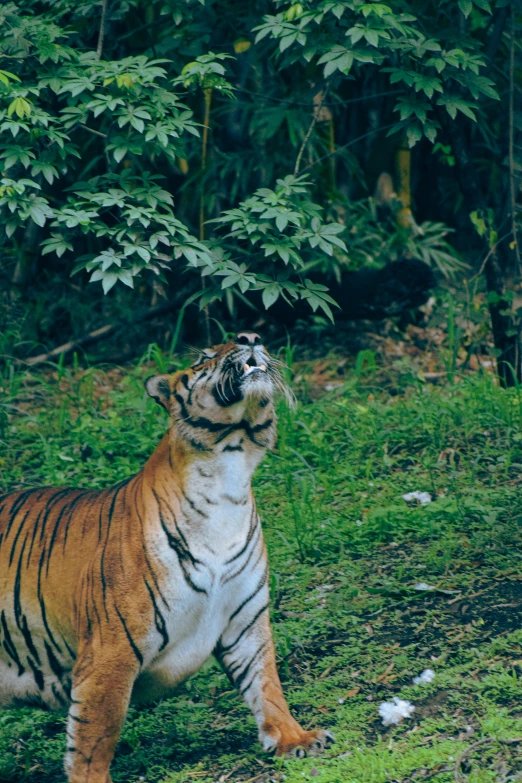 a tiger is standing in a grassy field