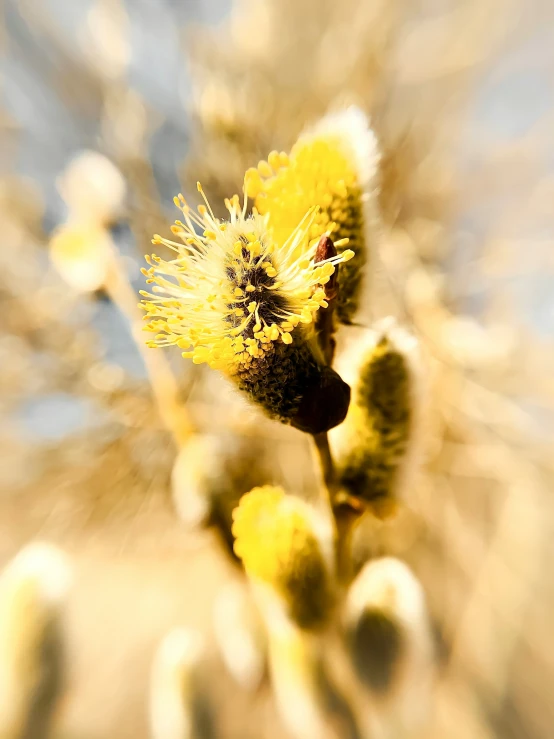 yellow flowers with brown leaves on them near water