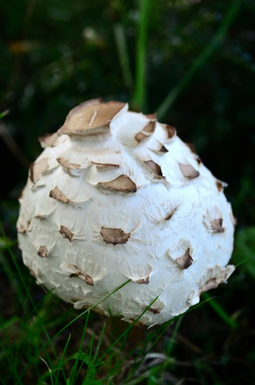 white mushroom on the ground in some grass