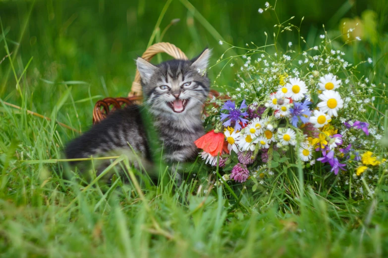 a cat sitting in a basket and laughing