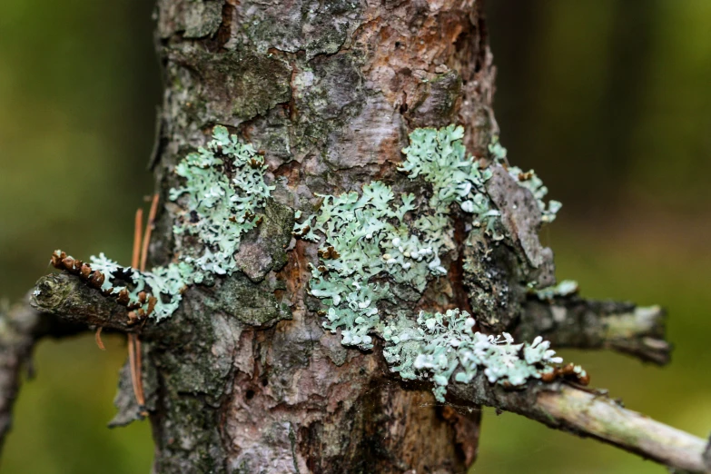 close up view of tree nches with green and gray moss