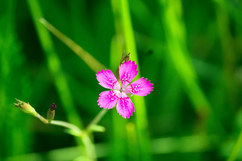 a pink flower sitting on top of green grass