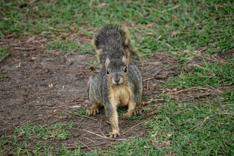 a large squirrel looking forward in the grass