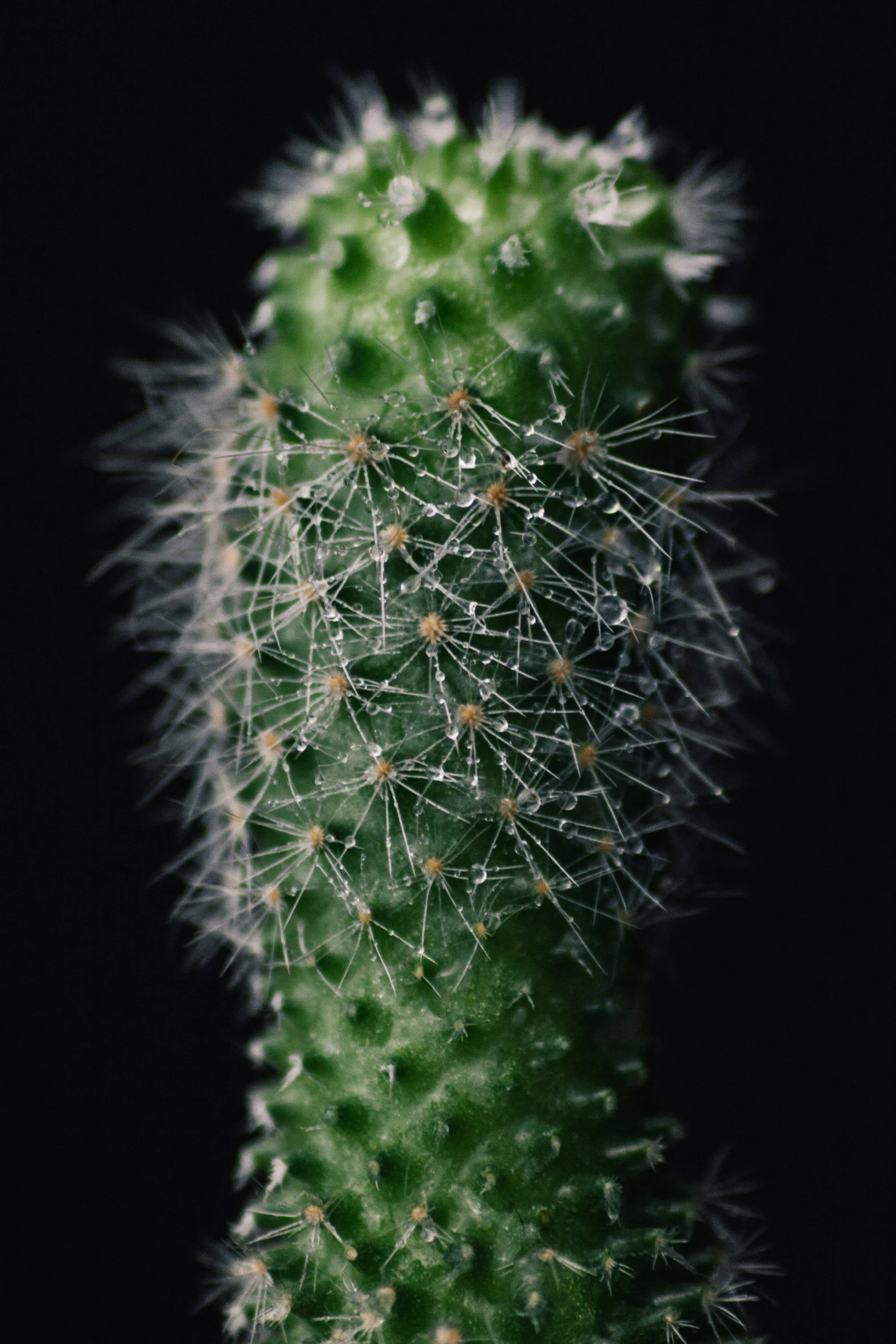 close up of a cactus plant with seed on a black background