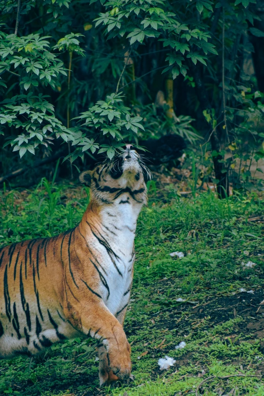 a tiger standing on top of a green field