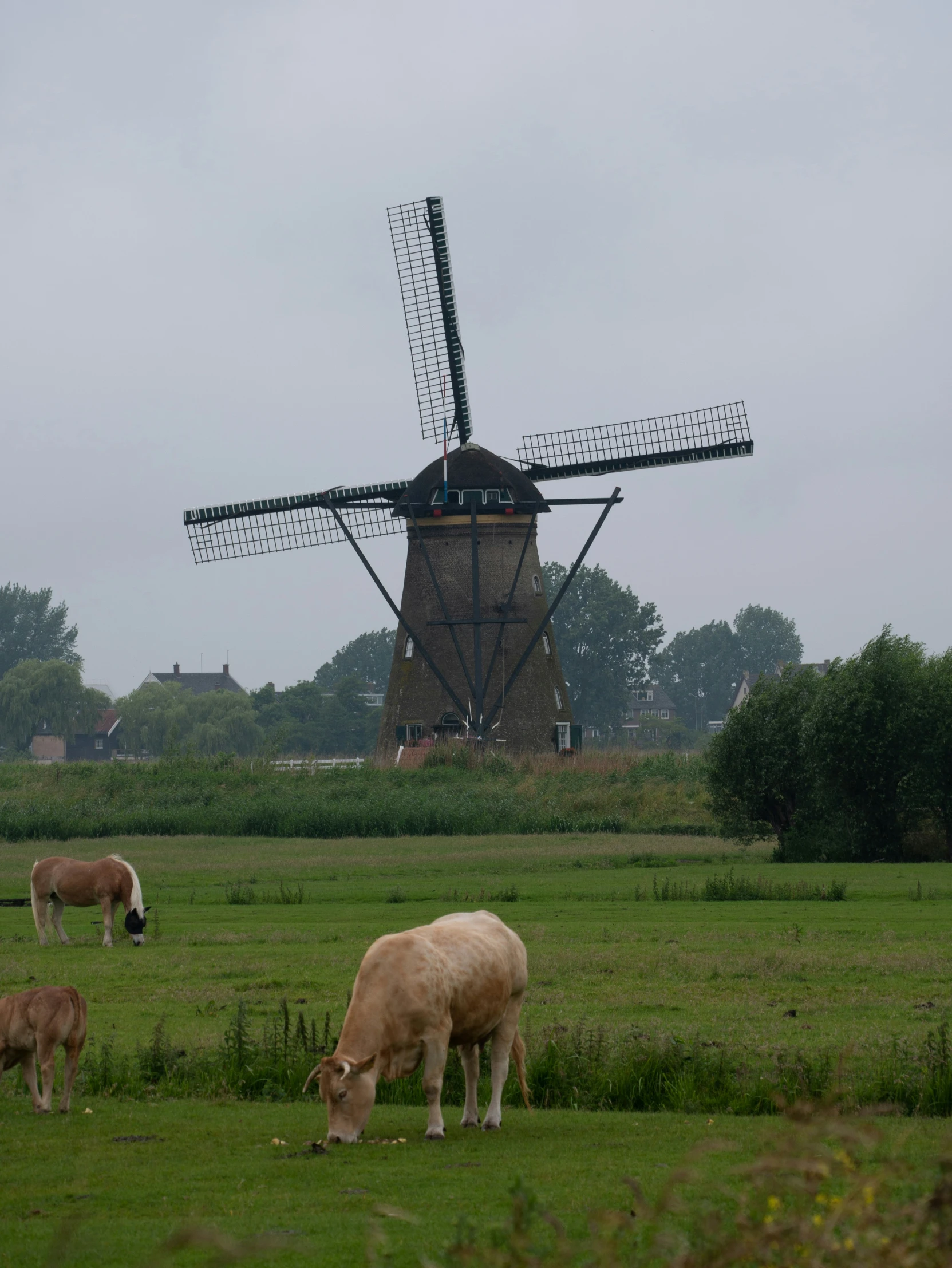 some sheep are eating grass near a windmill