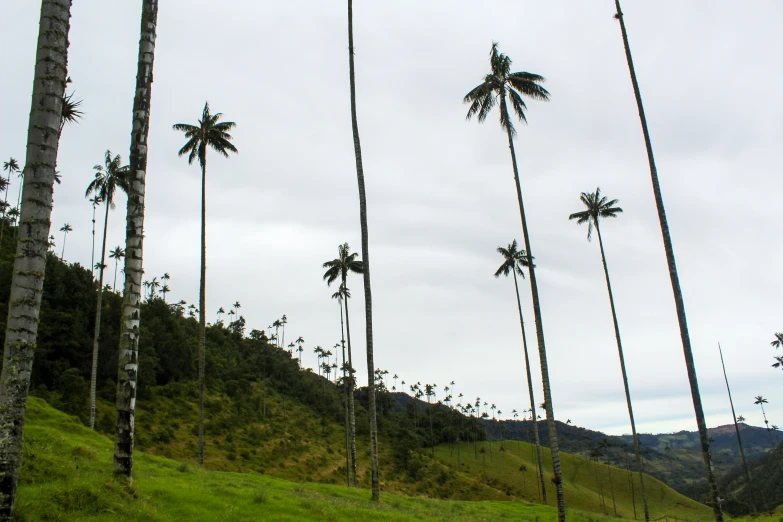 the tall palm trees are standing on a hill