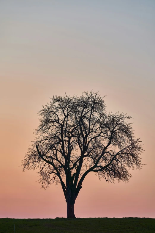 this is a tree silhouetted against the sky at sunset