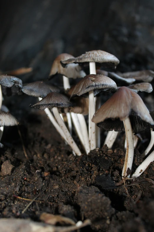 small brown and white mushrooms are growing in the dirt