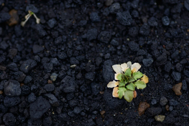 a small plant with several yellow, white, and green buds