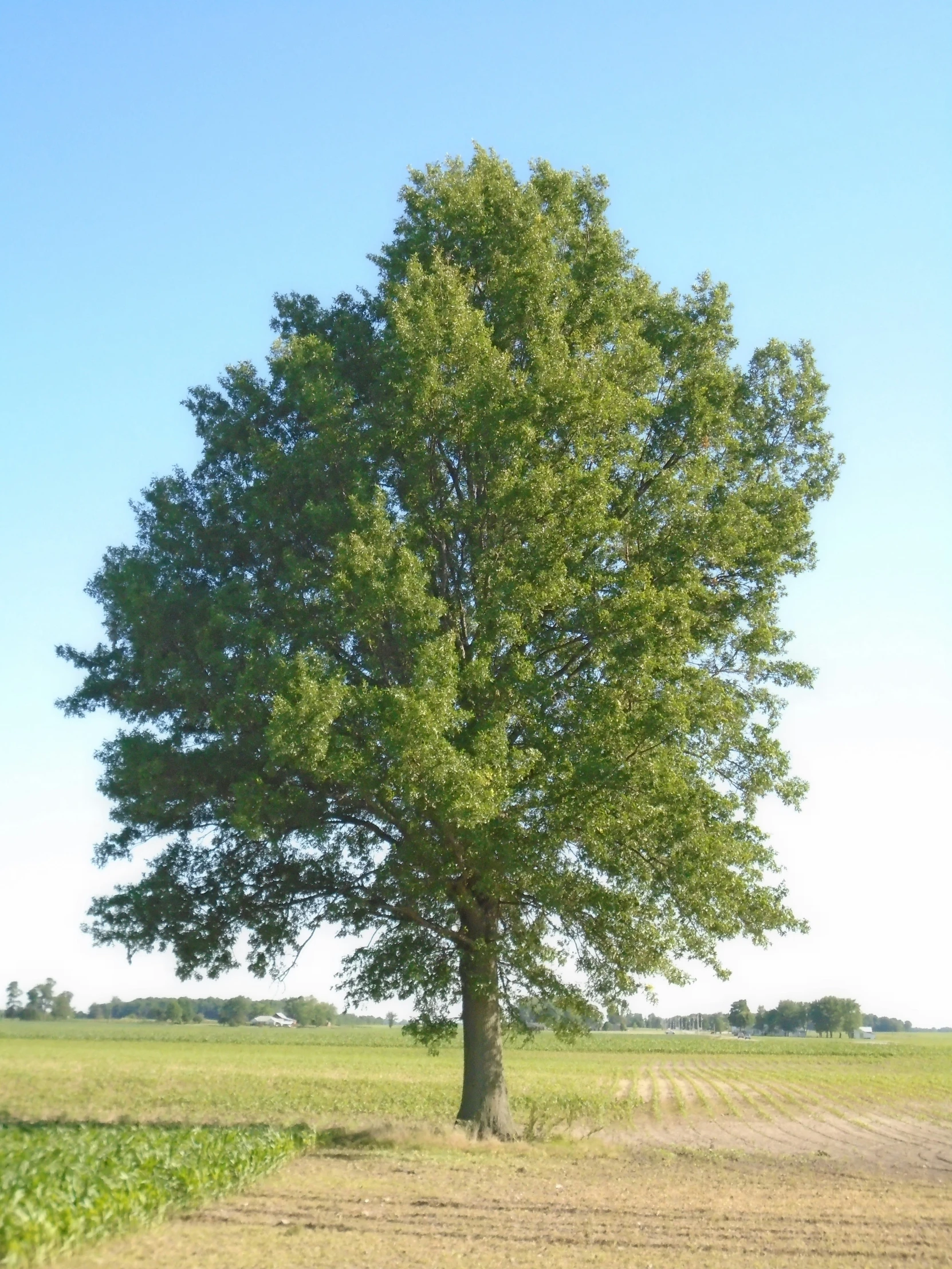 a large tree standing in the middle of a field