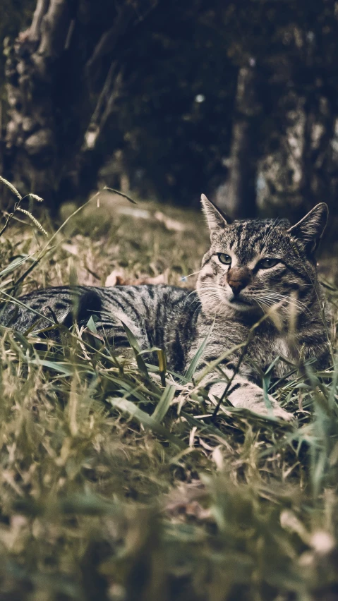 a cat laying in the grass looking at soing