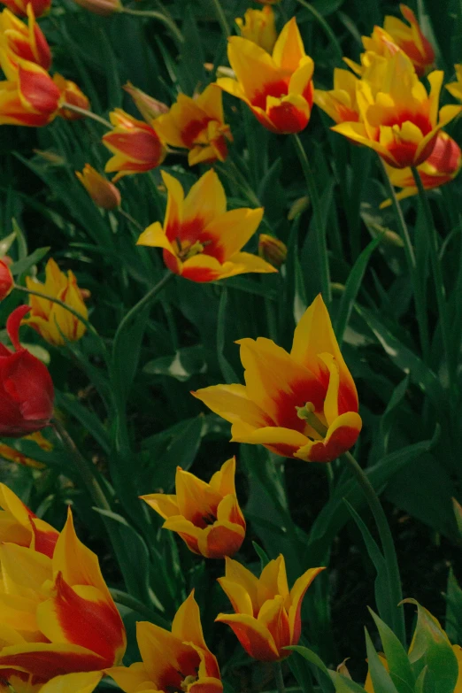 a bunch of yellow and red flowers growing in the middle of grass