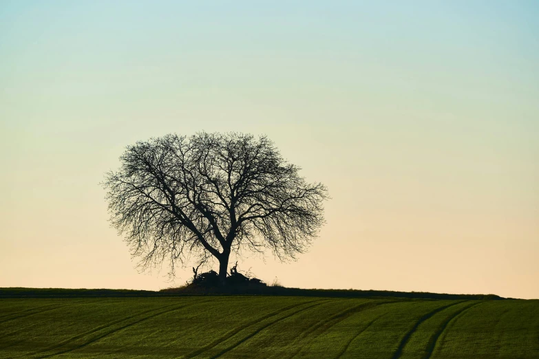 the silhouette of a tree in an open field