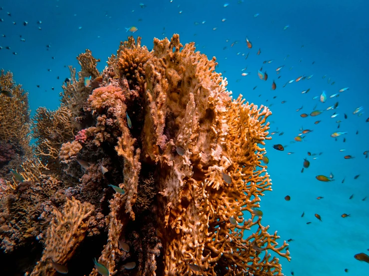 a large group of fish swimming around some corals