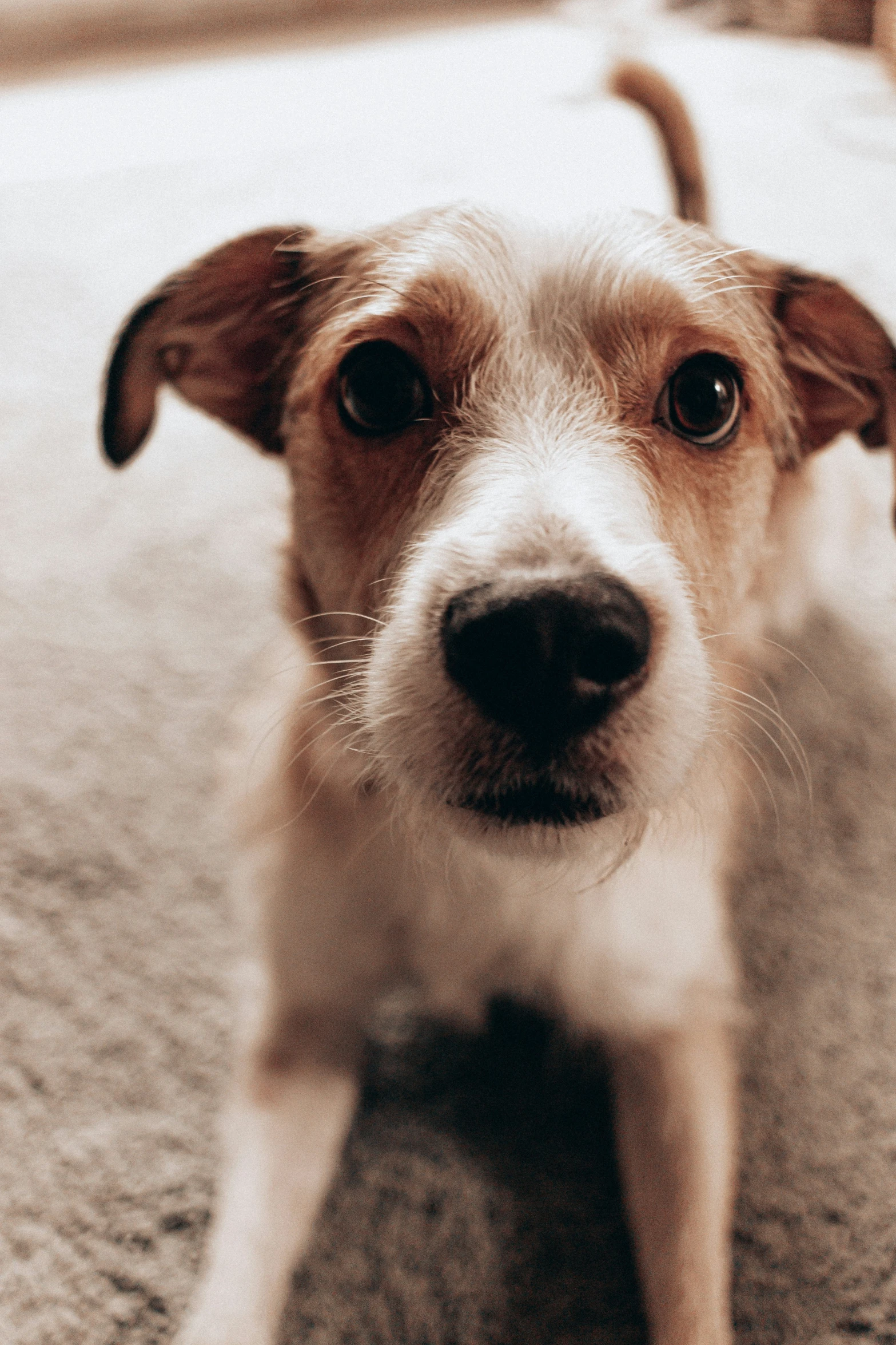 a dog with a nose sitting on the floor