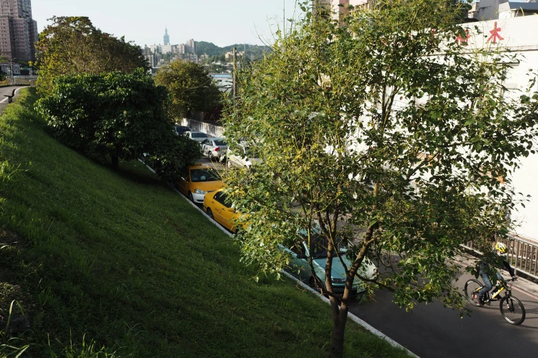 a tree and a bicycle parked next to a road