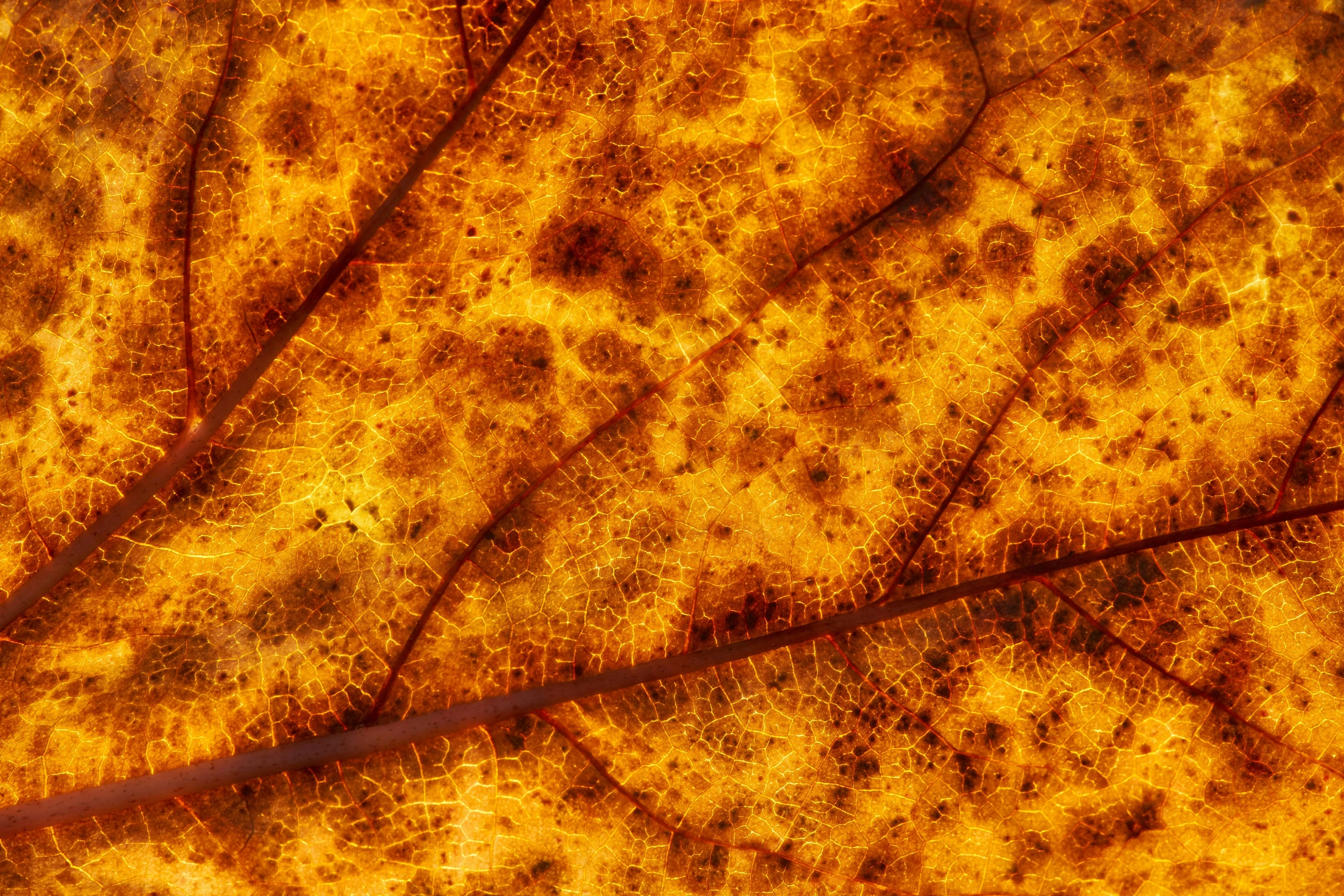 a close up po of a bright, yellow leaf