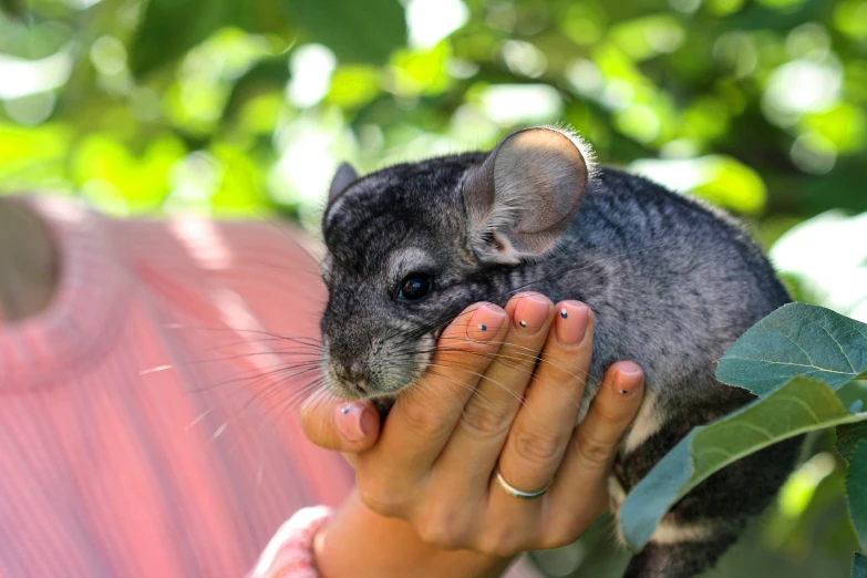 a small animal holding in hand to a persons hand