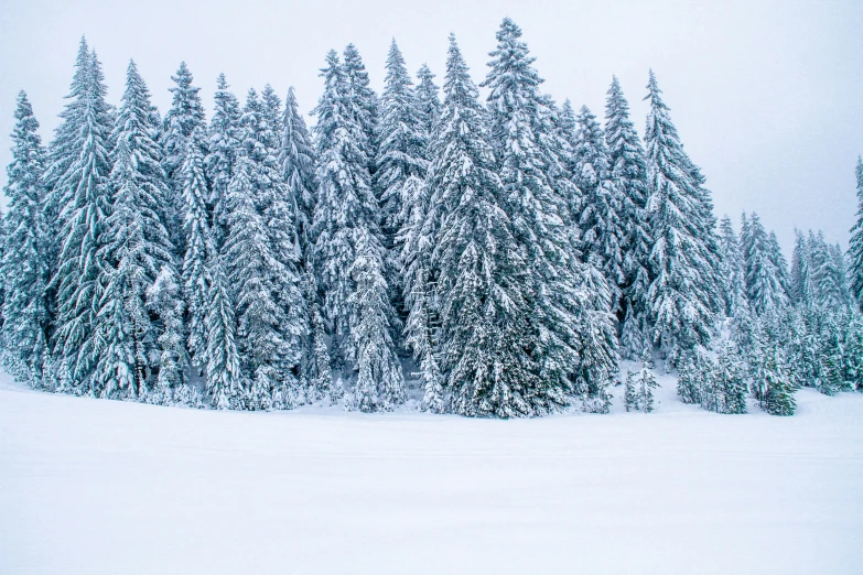 the trees have fallen down in a snowy forest