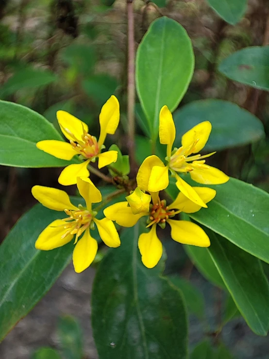 some yellow flowers with green leaves growing near the ground