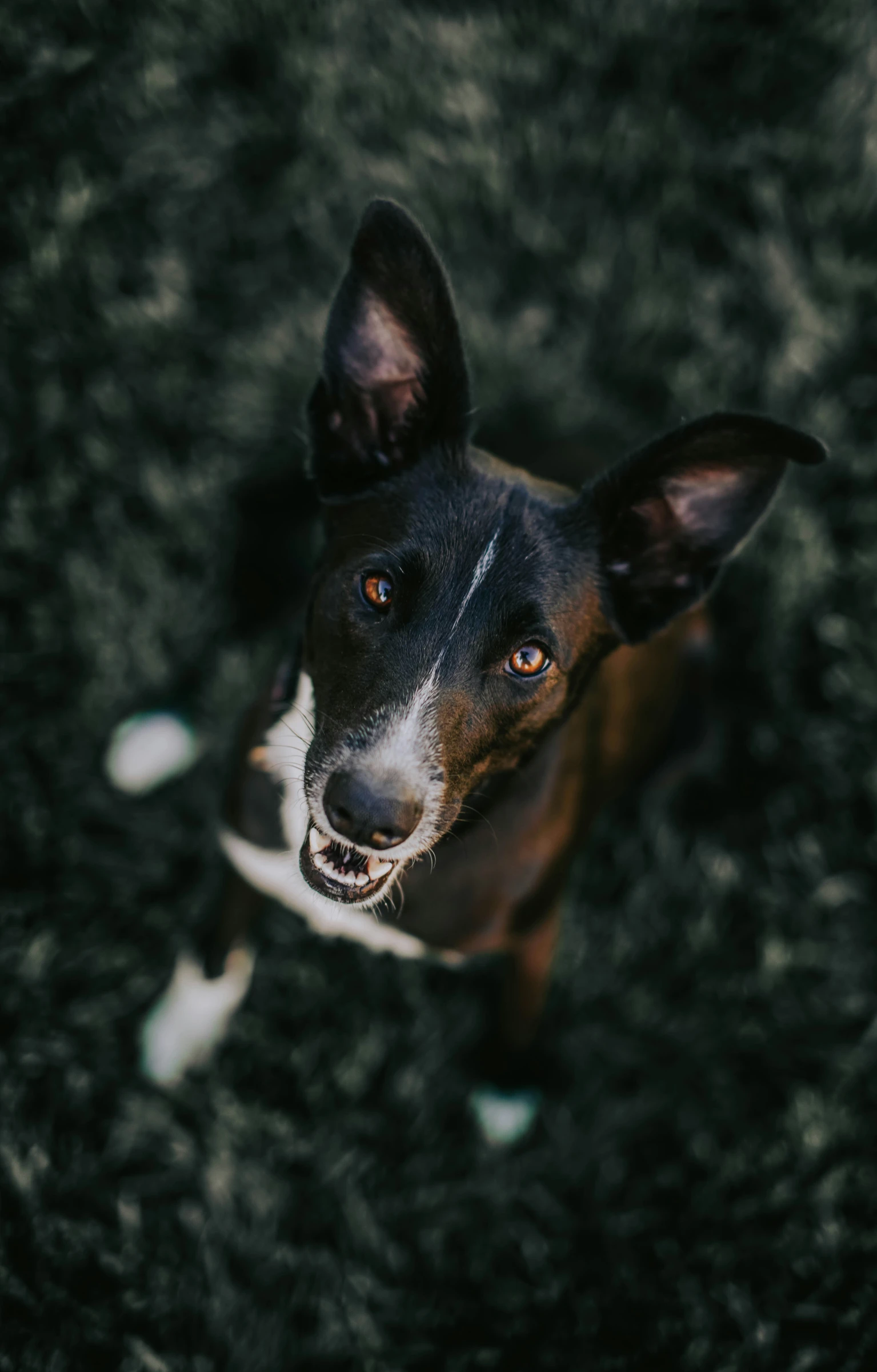 a dog looking up with a serious look