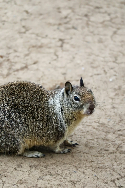 a furry animal on the ground is staring up