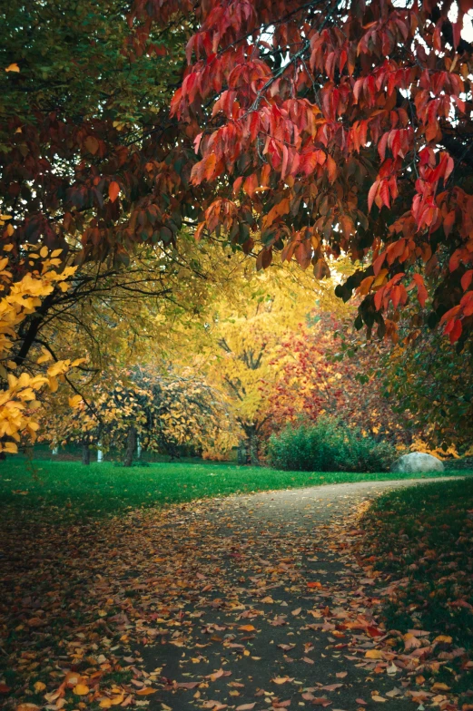 fall foliage covers the ground and a path