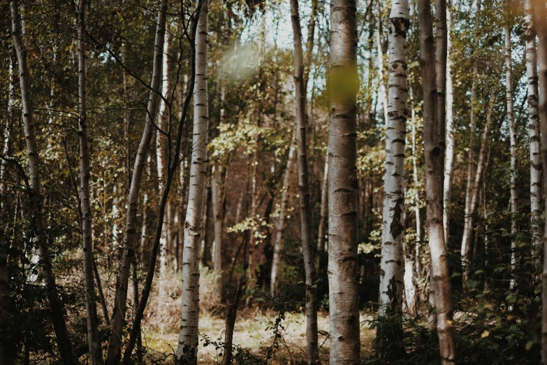 a forest filled with lots of trees and grass