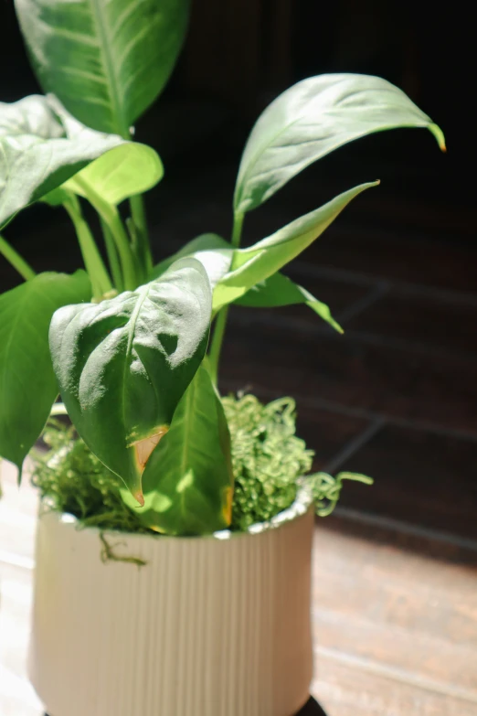 the plant is growing out of the pot