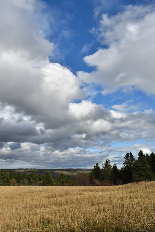 a field with trees under a blue cloudy sky