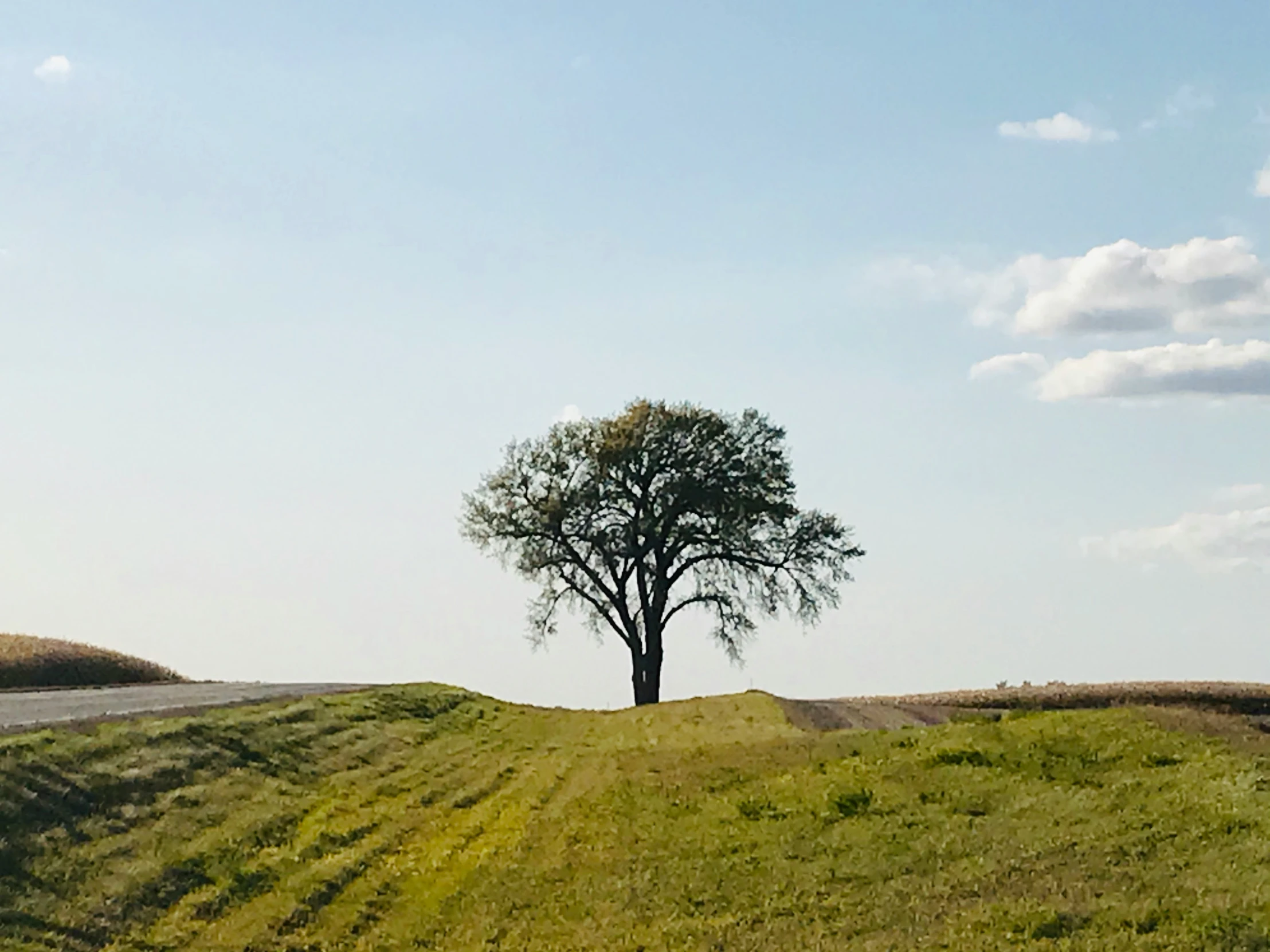 a lone tree sitting on top of a lush green field