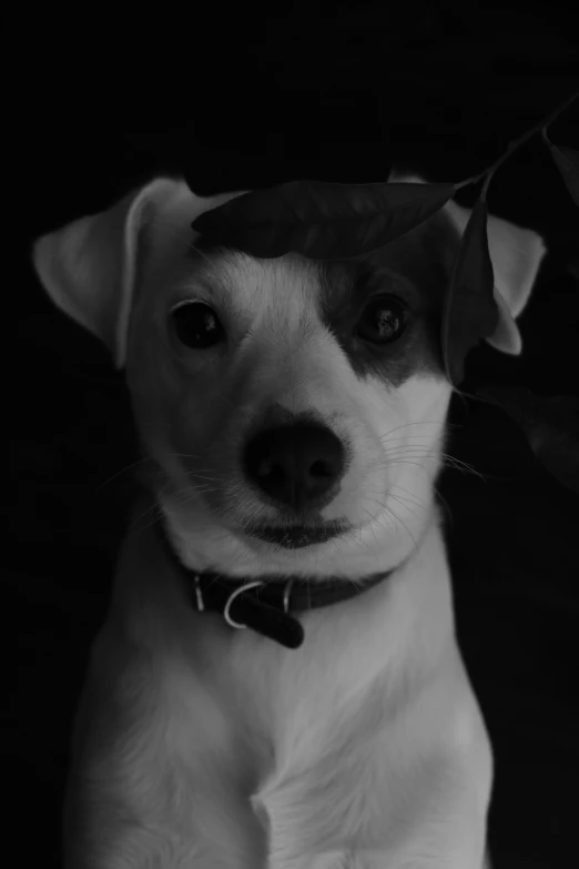 a black and white image of a dog with a leaf on its head