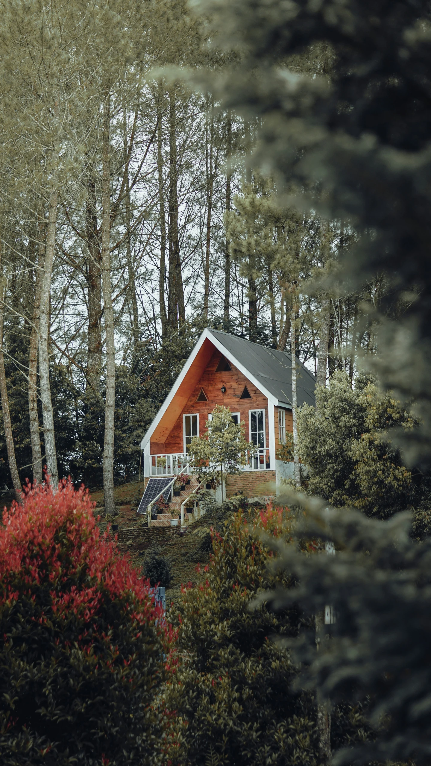 a house surrounded by trees and shrubs