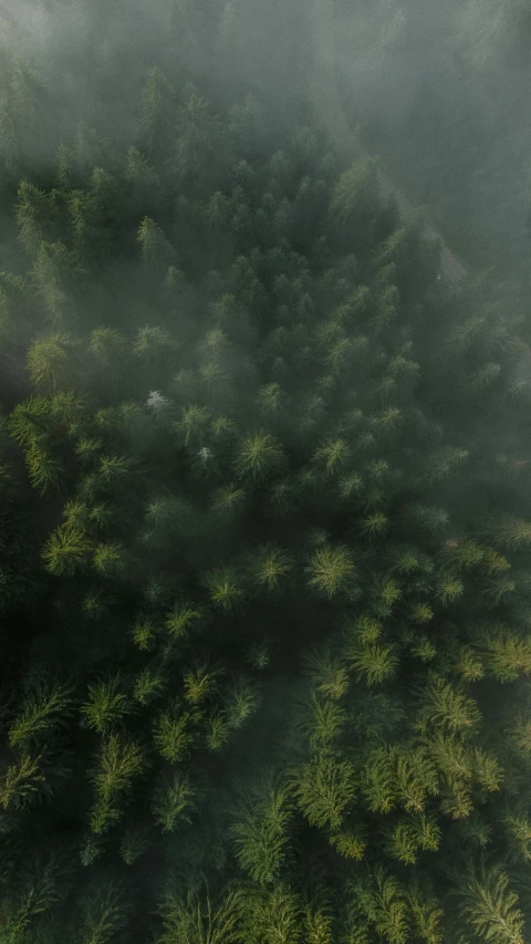 a forest filled with trees surrounded by fog