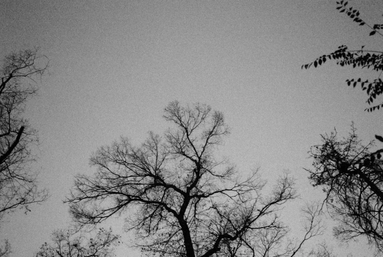 black and white pograph of bare trees against a gray sky