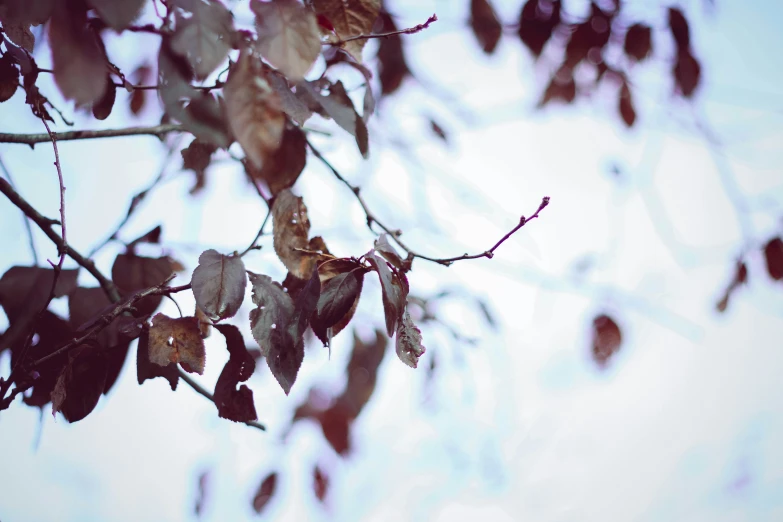 the leaves of an old tree are turning brown