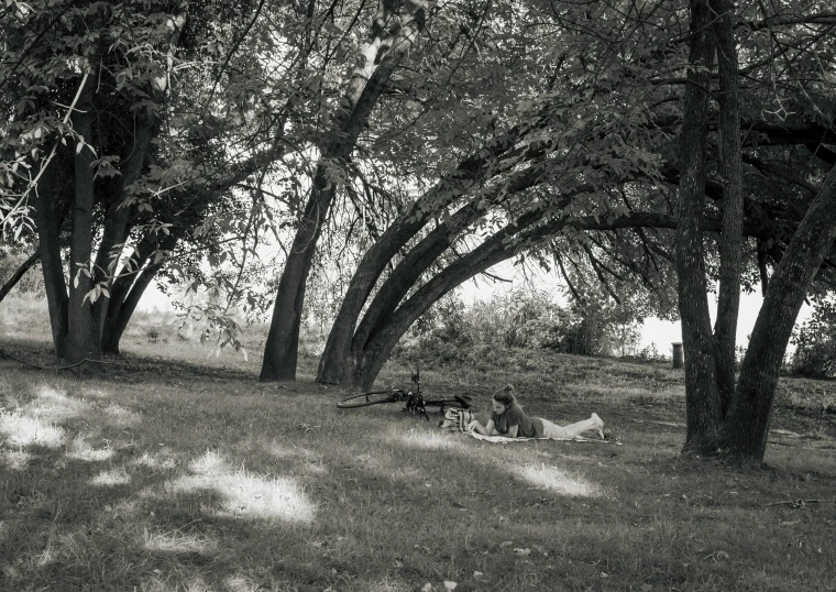 a dog walking through a field with several trees