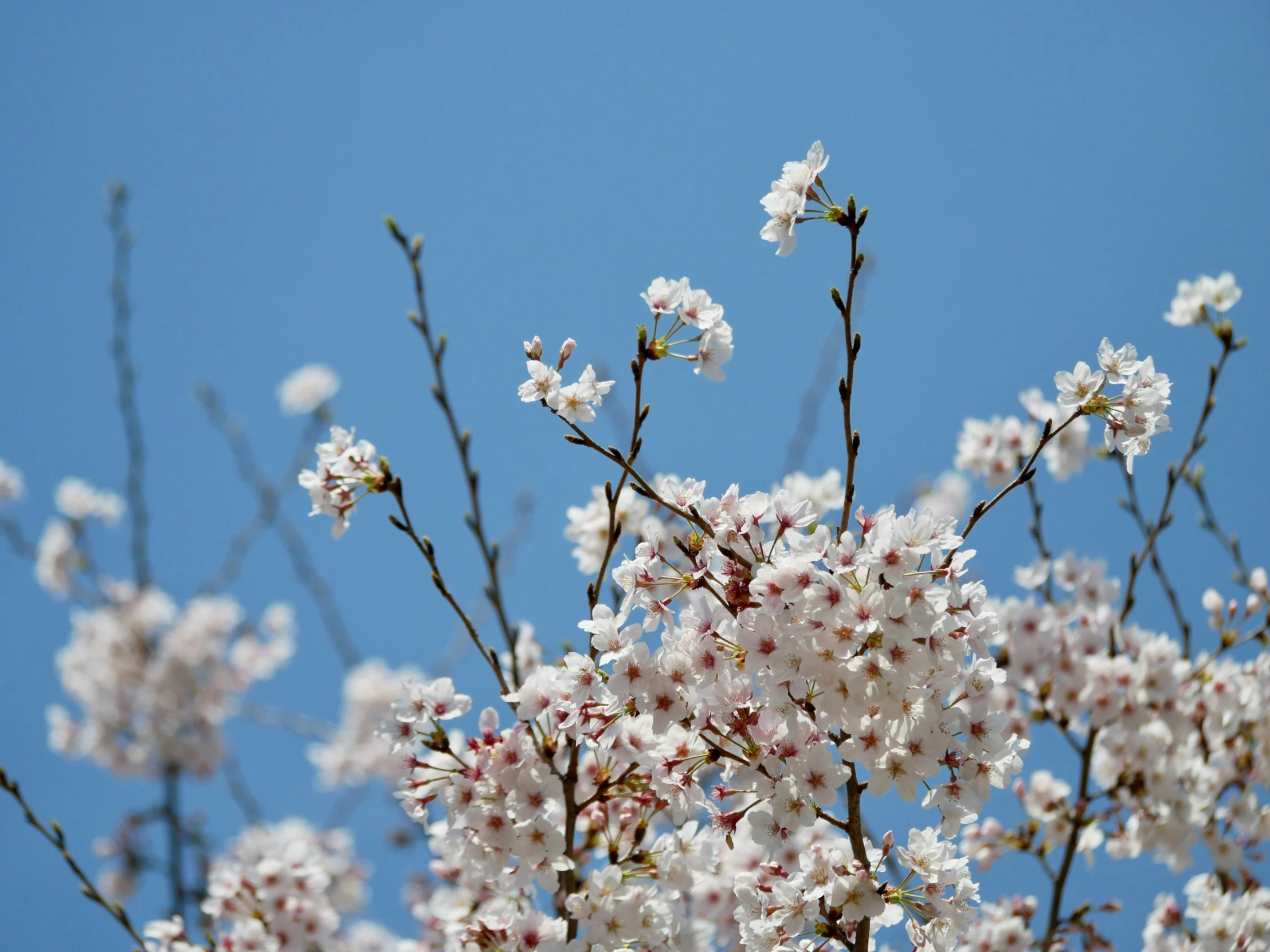 this is a blossoming cherry tree against a blue sky