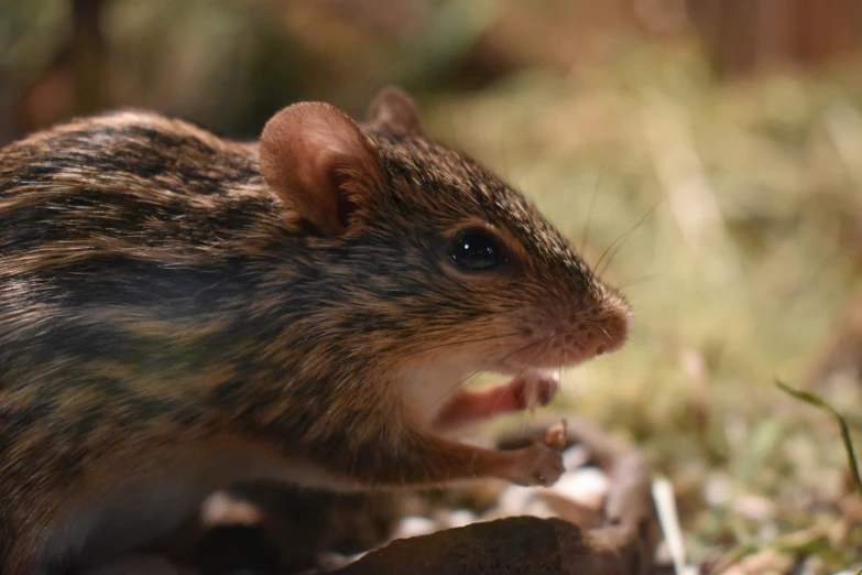 a small rat sitting on top of the grass