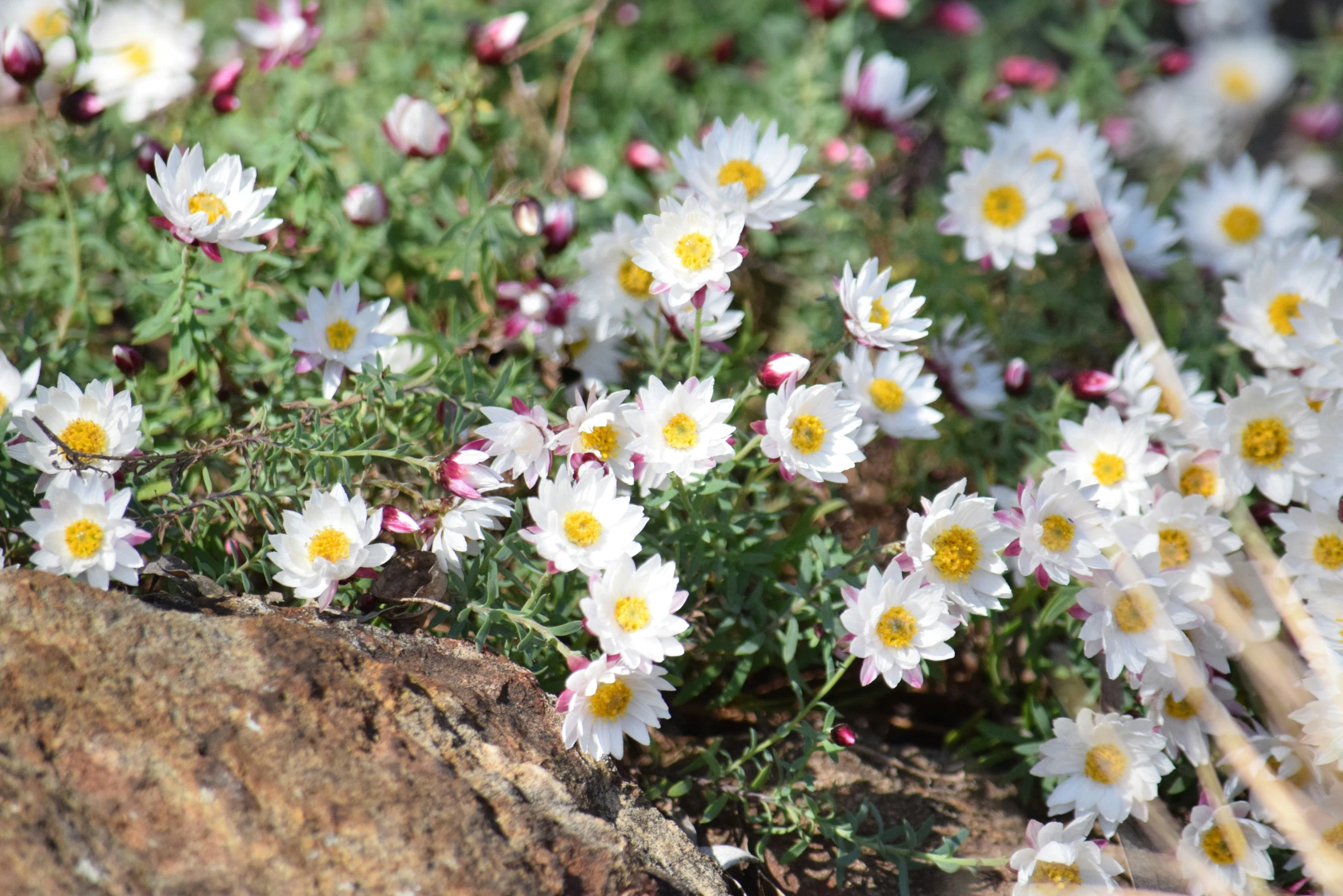 small white flowers growing out of a rock